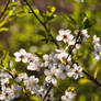 Golden hour flower