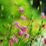 Small pink flowers