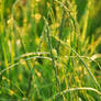 Grass bokeh