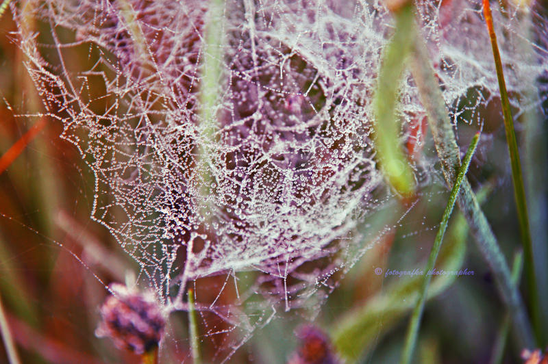 Morning spiderweb