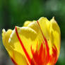 Tulip