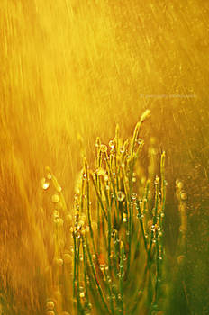 Golden rain