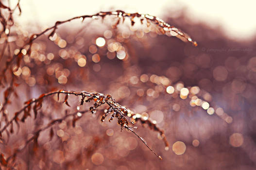 Ice bokeh