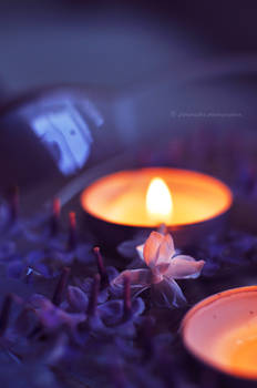 Lilac light