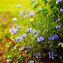 Cornflowers