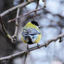 Blue feathers