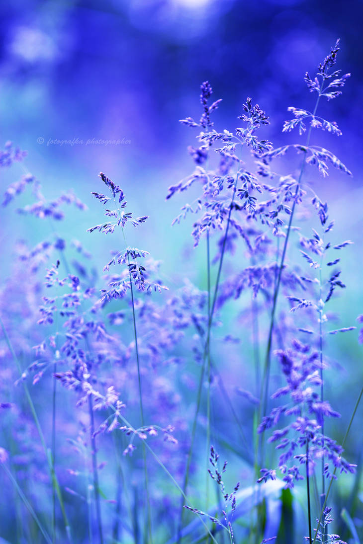 Blue nature by fotografka