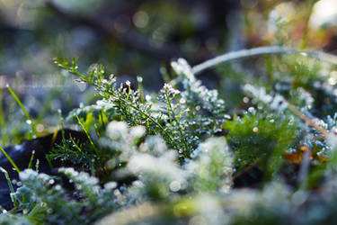 Frost bokeh