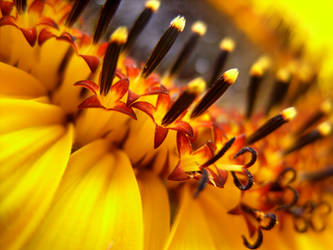 Flower In A Sunflower