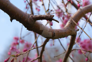 Cherry Blossom Love