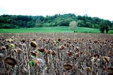 Death Of The Sunflowers - #1