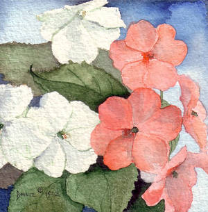 Impatiens