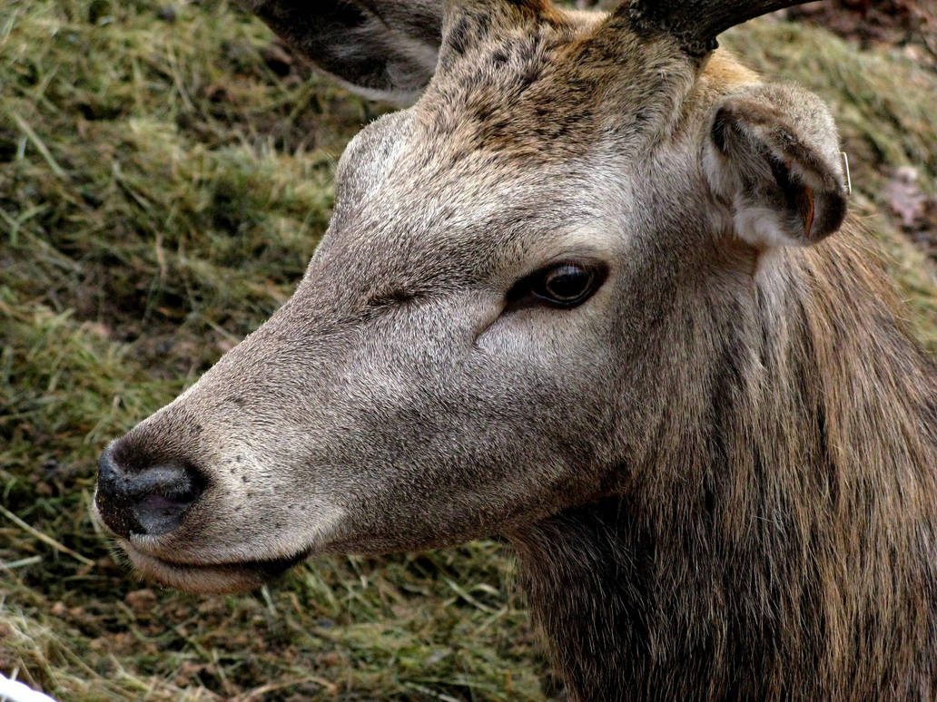 Young deer