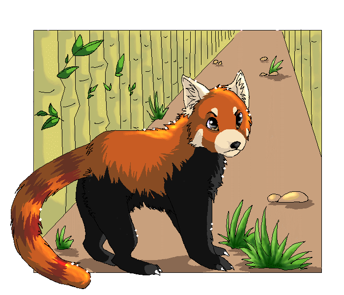 Red panda