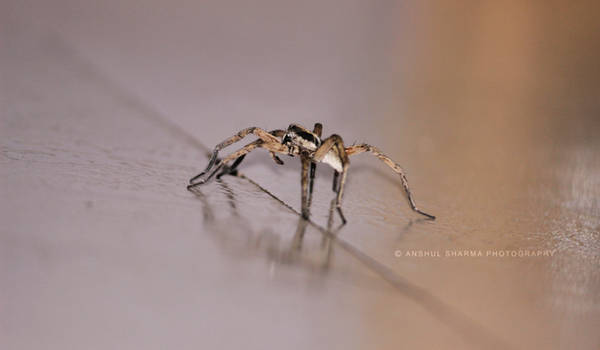 Meet the SPIDER
