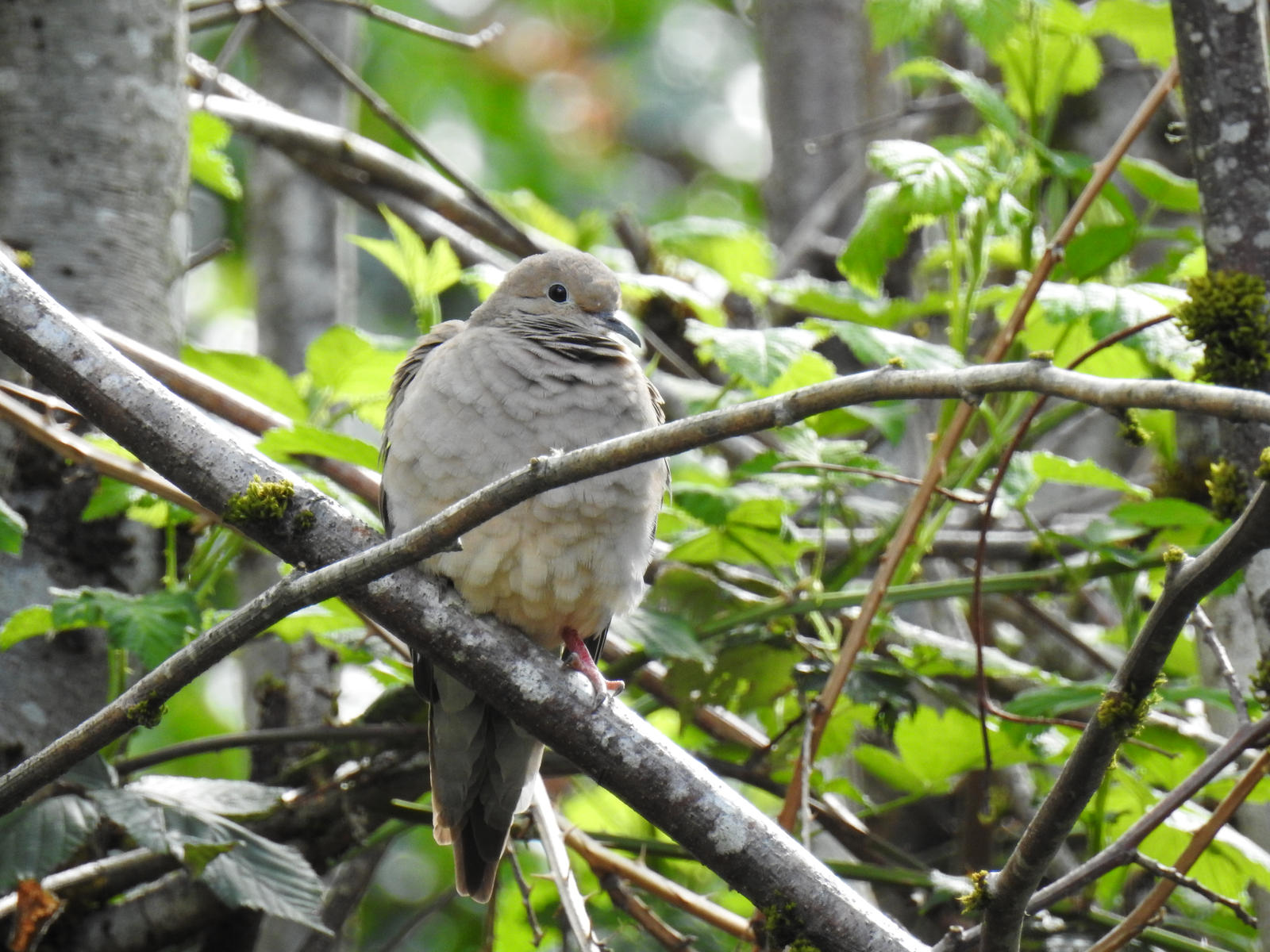 Backyard Doves 4