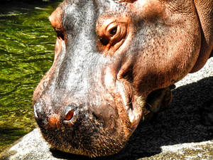 Hippo HDR