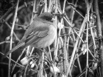 Early Spring Bird Black and White