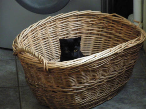 Basket Cat