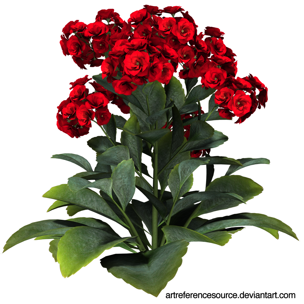 Stock:  Red flowers with green leaves PNG