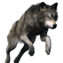 Free stock PNG:  Wolf