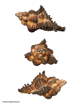 Free Stock PNG:  Mollusk Shell