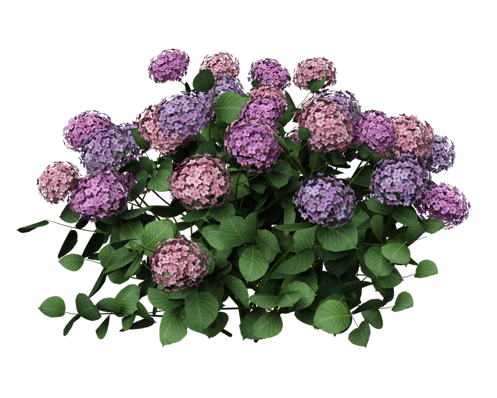 Hydrangea Png File Free Stock PNG: Hydrangea by ArtReferenceSource on DeviantArt