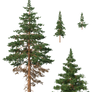 Free Stock PNG:  Pine Trees