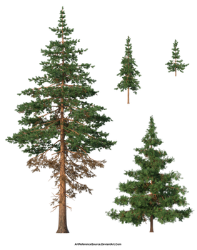 Free Stock PNG:  Pine Trees