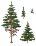 Free Stock PNG:  Pine Trees