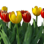 Free Stock PNG:  Tulips, narrow depth of field