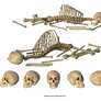 Free Stock PNG:  Skulls And Skeletons