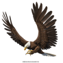 Free Stock PNG:  Eagle in flight