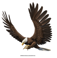 Free Stock PNG: Eagle in flight