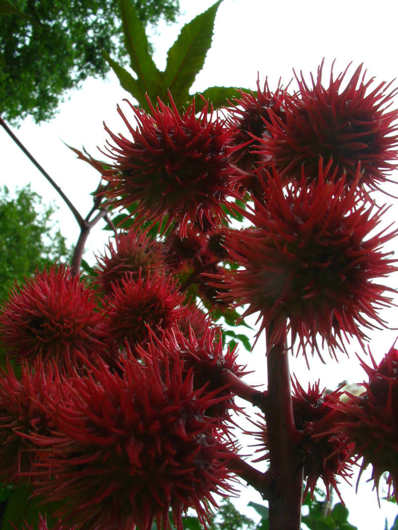 boules rouge by youngArt on DeviantArt