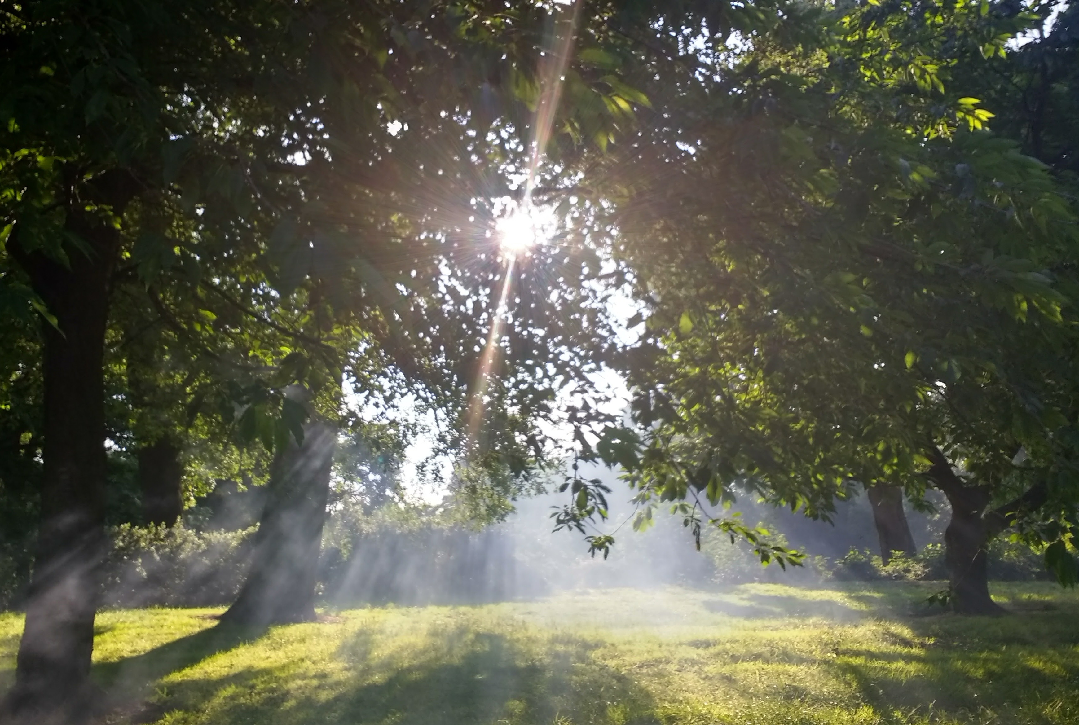 Photo #2 -- Smoky Tree Sun Rays - Landscape Shot