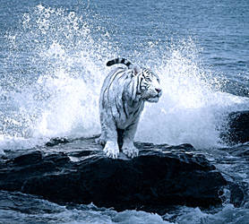 White tiger beyond the wave