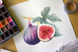 Fig Botanical Art