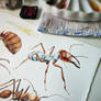 Ants WIP