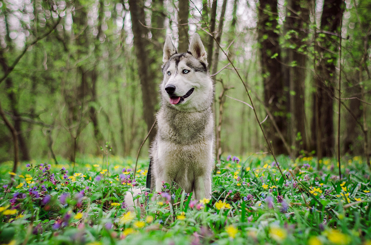 Spring husky