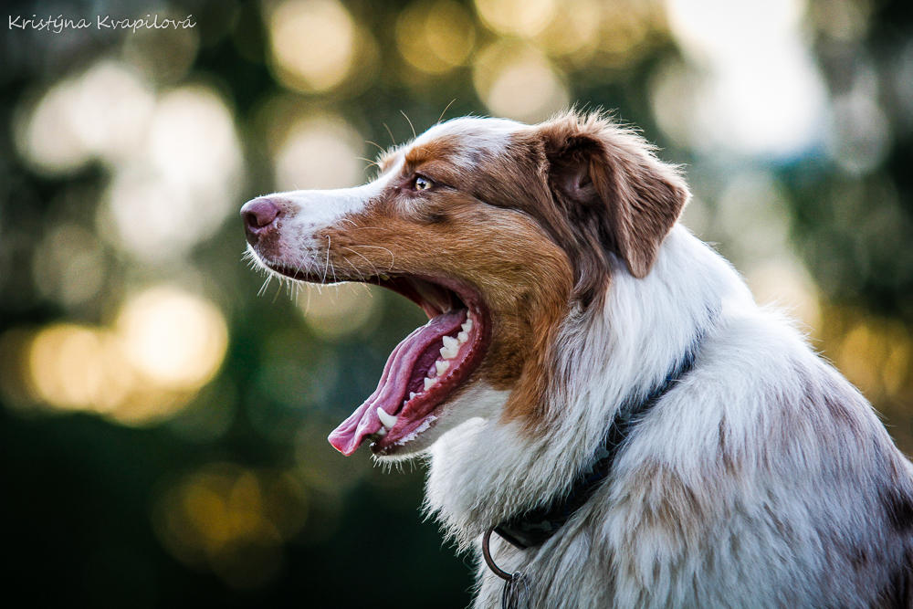 aussie Inka :) by KristynaKvapilova aussie Inka :) by KristynaKvapilova