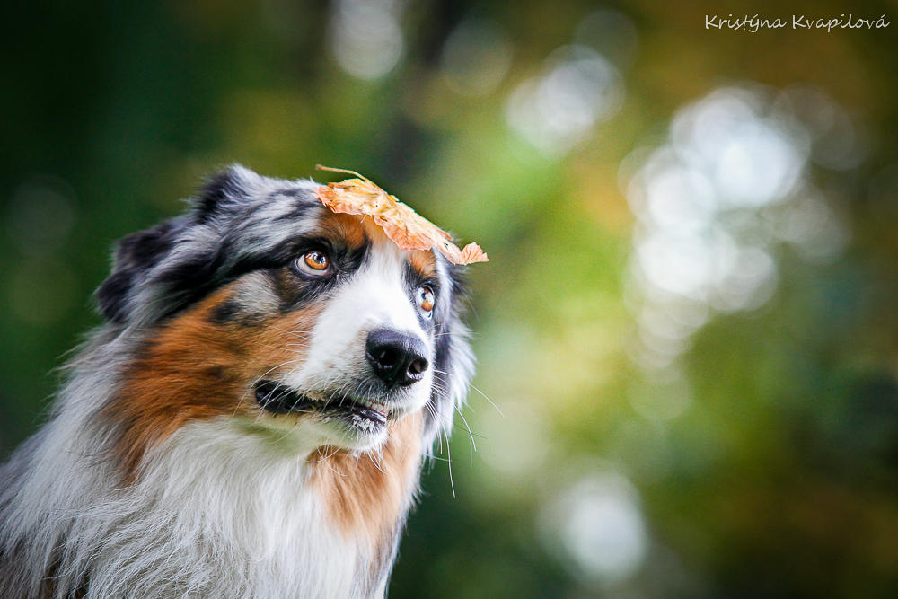 Autumn is here by KristynaKvapilova Autumn is here by KristynaKvapilova