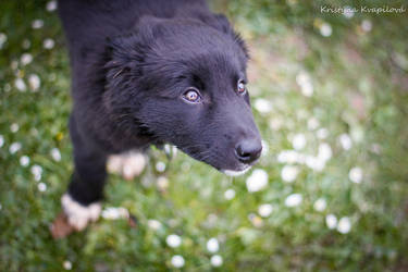 Border collie puppy Screen :) by KristynaKvapilova