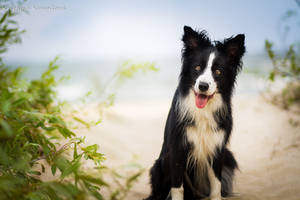 Loty on the beach by KristynaKvapilova