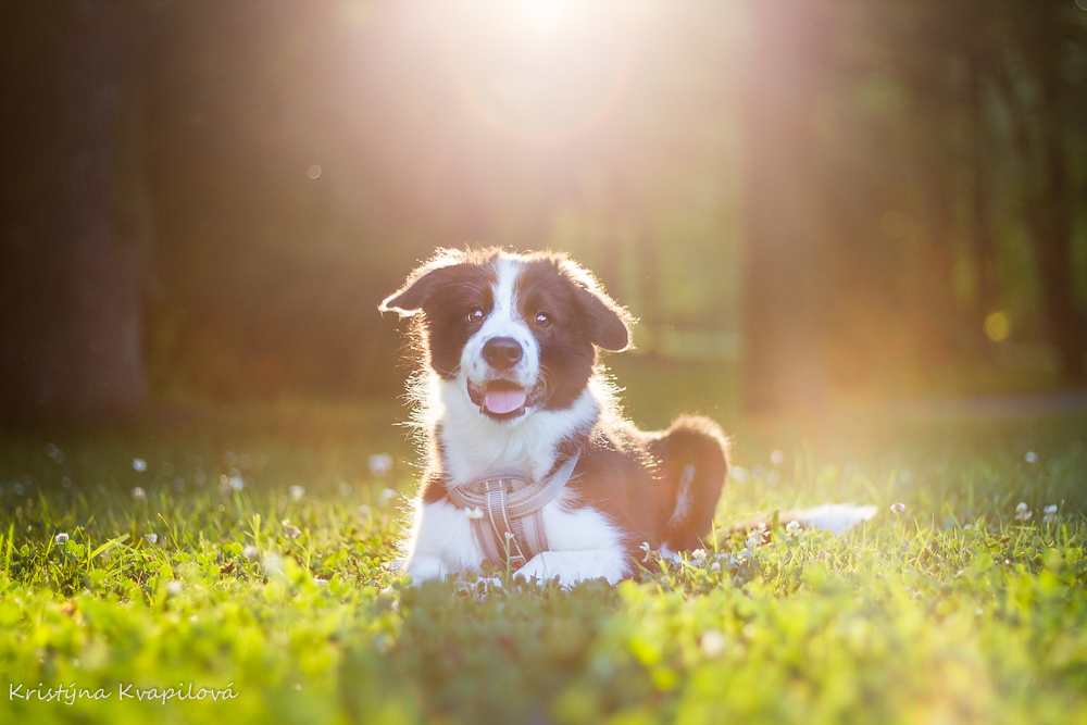 Charlie in sunset