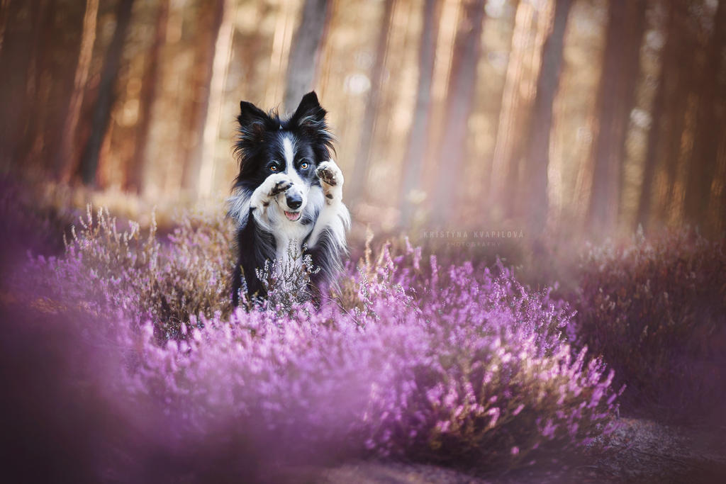 Heathland paradise by KristynaKvapilova