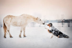 Friendship by KristynaKvapilova Friendship by KristynaKvapilova