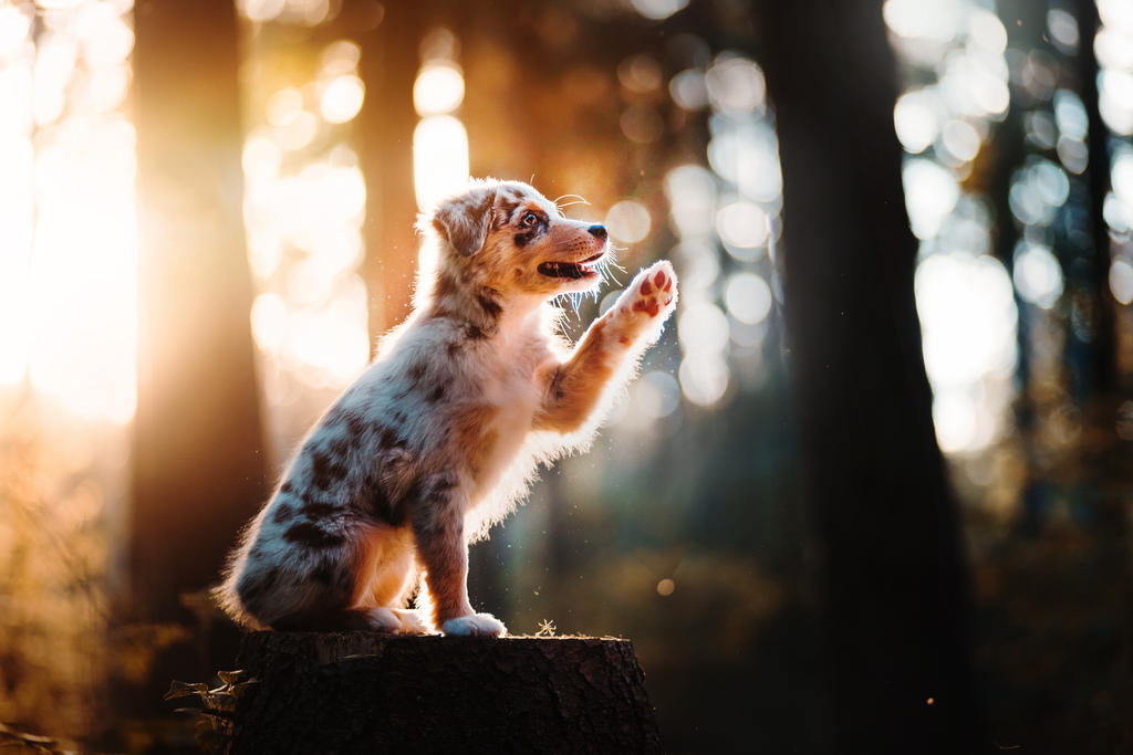 Paw up ! by KristynaKvapilova