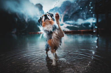 Paw up !