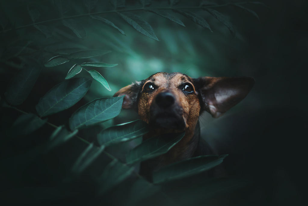 Little bat by KristynaKvapilova